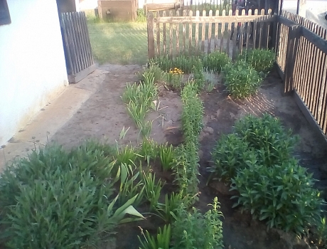 Rumi Andrea: 1. kép_ Az előkert az északi szomszéd felől (2018. 04. 29.)